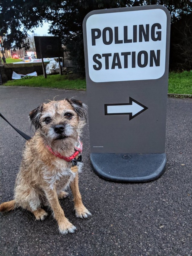 Cachorro durante a eleição geral no Reino Unido