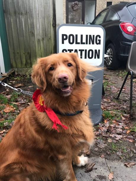 Cachorro durante a eleição geral no Reino Unido