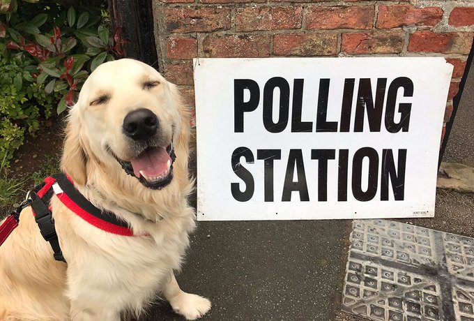 Cachorro durante a eleição geral no Reino Unido