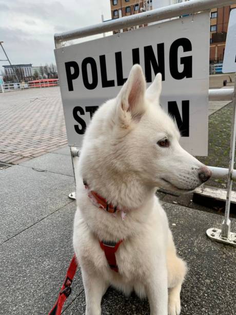 Cachorro durante a eleição geral no Reino Unido