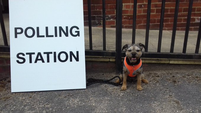 Cachorro durante a eleição geral no Reino Unido