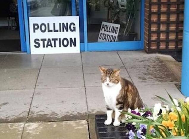 Felino aguarda seu humano votar nas eleições britânicas que definirão, no final, o destino do Brexit - 12/12/2019 Felino aguarda seu humano votar nas eleições britânicas que definirão, no final, o destino do Brexit - 12/12/2019