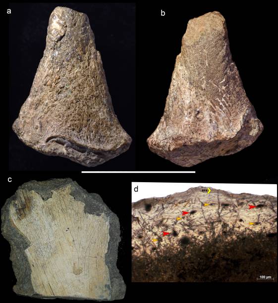 Ossos encontrados na Península Antártica