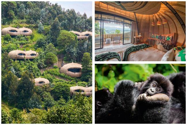 Safári cinco-estrelas: animais exóticos e diárias de até US$ 7 mil