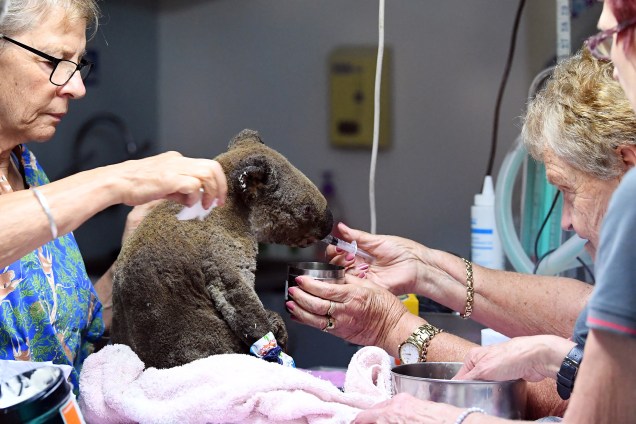 Um coala com queimaduras e desidratado é atendido por veterinários em um hospital especializado em sua espécie, Austrália - 30/10/2019