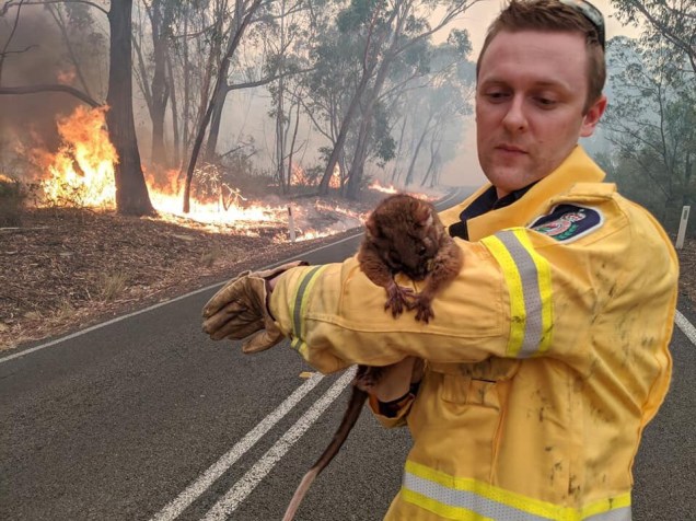 Um voluntário segura um animal resgatado das chamas, na Austrália