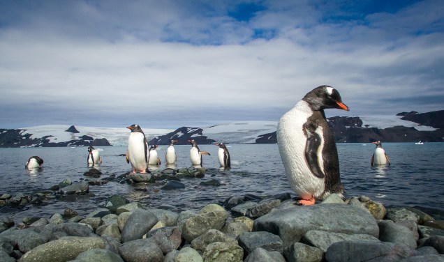 Pinguins em região próxima à Estação Antártica Comandante Ferraz, do Brasil