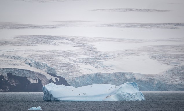 Nas Geleiras de Nelson, na entrada para a Península Antártica, pinguins foram flagrados em cima de um iceberg