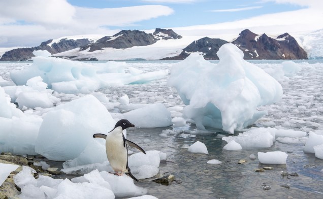 Pinguim em blocos de gelo
