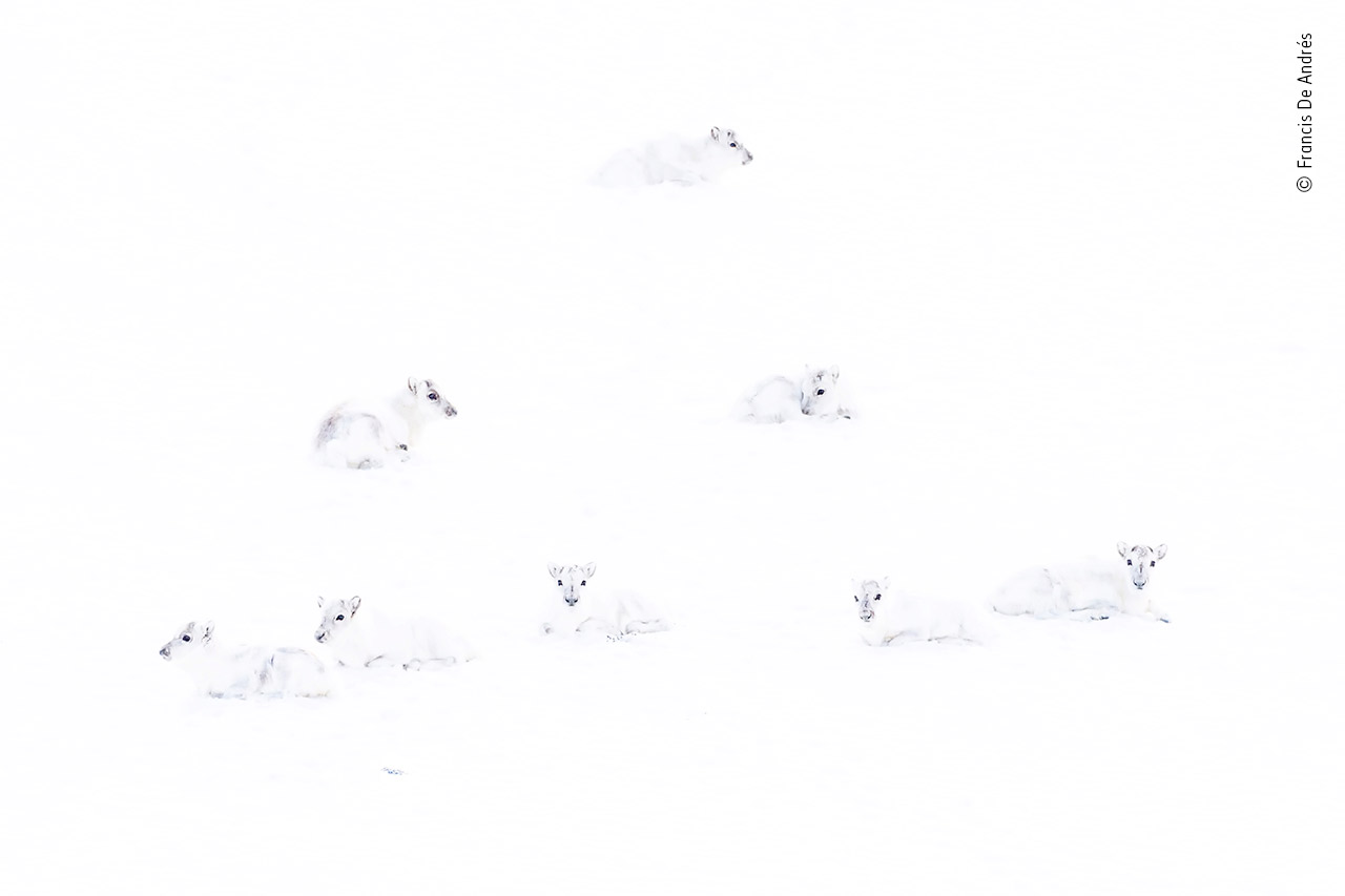 © Francis De Andres – Wildlife Photographer of the Year – Highly Commended