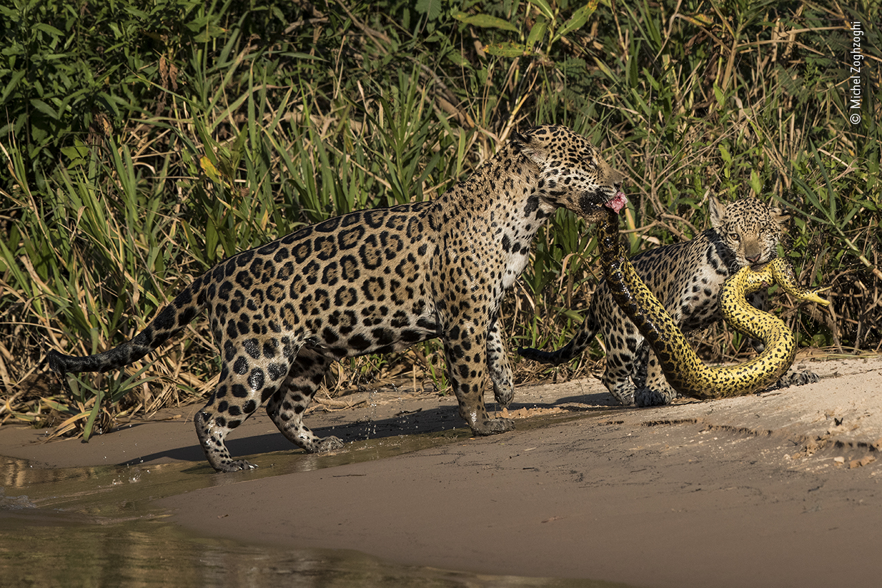 © Michel Zoghzoghi – Wildlife Photographer of the Year – Highly Commended