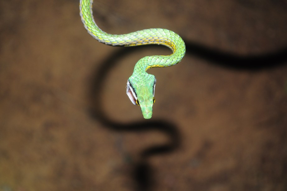 Série sobre explorações de biólogos desmistifica cobras brasileiras -  Estadão