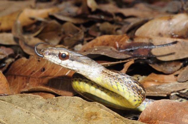 Cobra-cipó Cobra-cipó