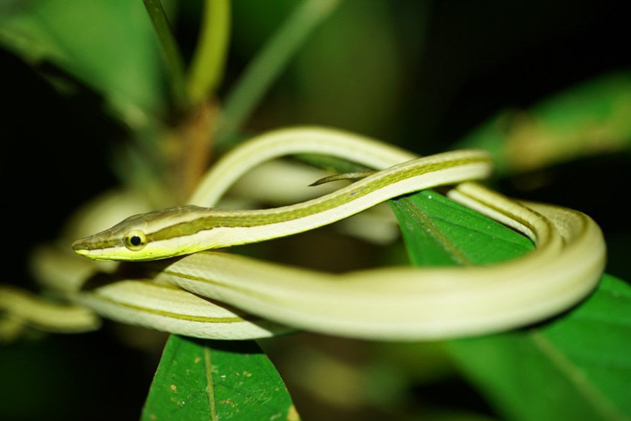 Série sobre explorações de biólogos desmistifica cobras brasileiras -  Estadão