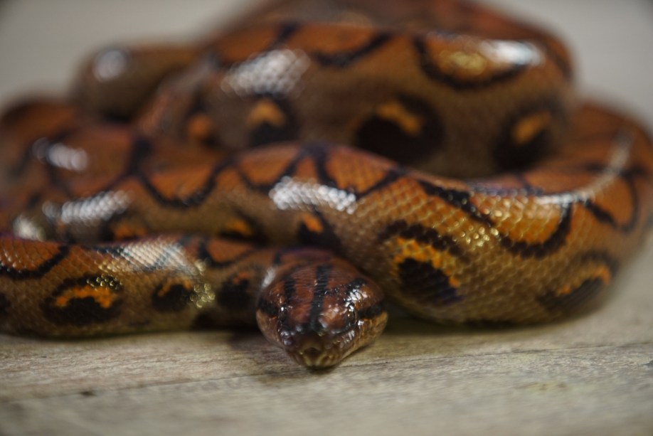 Série sobre explorações de biólogos desmistifica cobras brasileiras -  Estadão