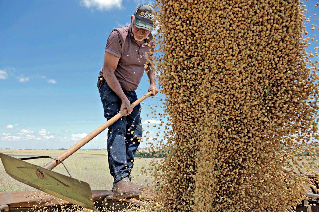 RECORDE - Colheita de soja em Campo Mourão (PR): safra de grãos alcança 251 milhões de toneladas