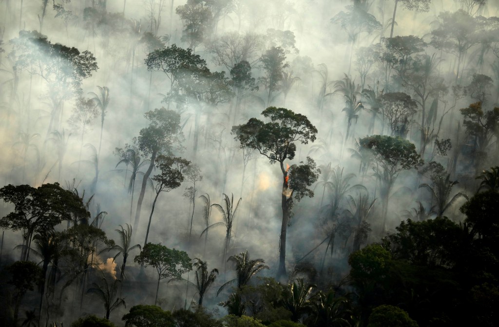 PATRIMÔNIO - Em perigo: se o desmatamento continuar nesse ritmo, a mata, com vasta biodiversidade, poderá virar uma savana