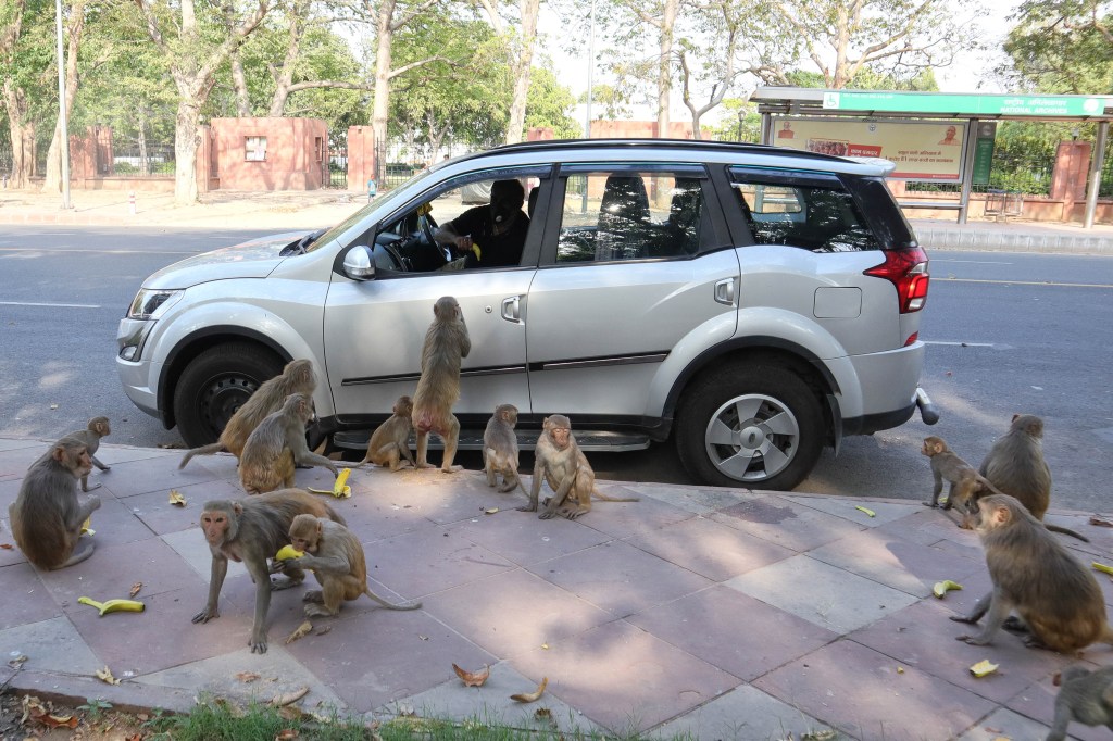 Durante a quarentena, regiões urbanas na Índia tem recebido invasão de macacos