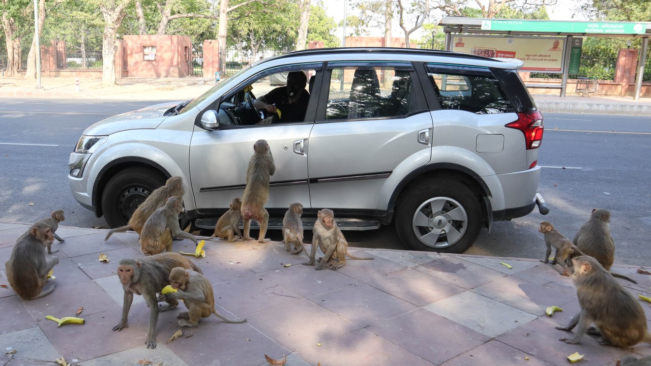 Durante a quarentena, regiões urbanas na Índia tem recebido invasão de macacos