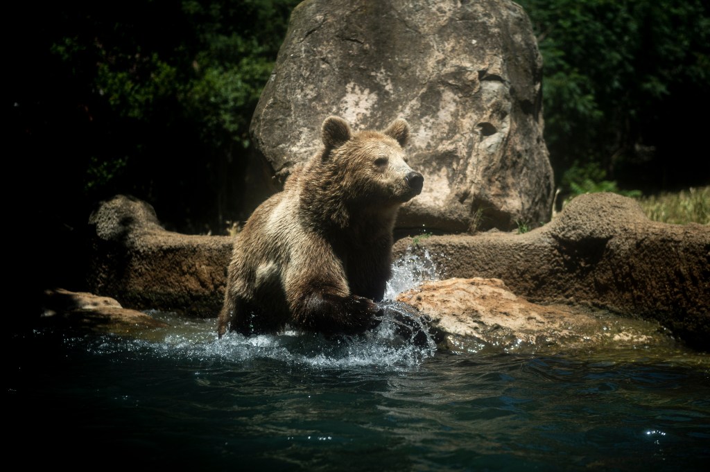 Urso em zoológico