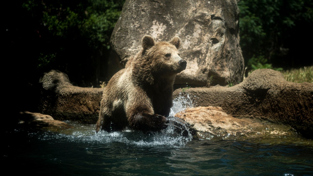 Urso em zoológico