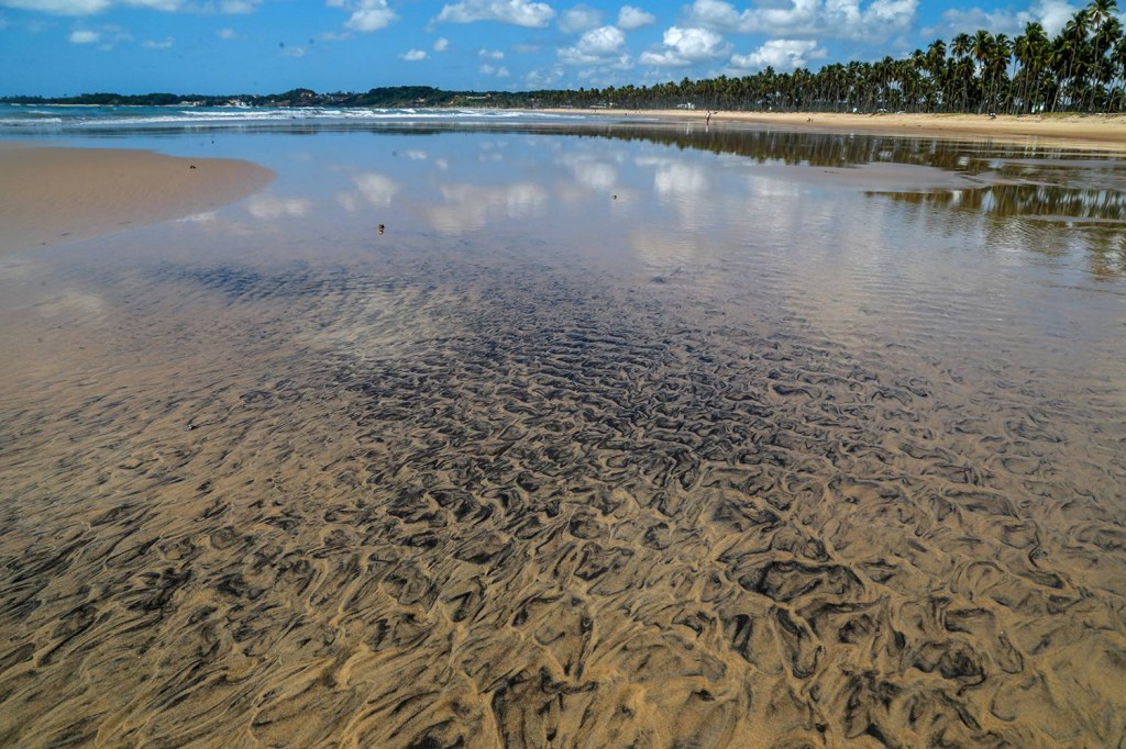 PATRIMÔNIO - Em perigo: se o desmatamento continuar nesse ritmo, a mata, com vasta biodiversidade, poderá virar uma savana