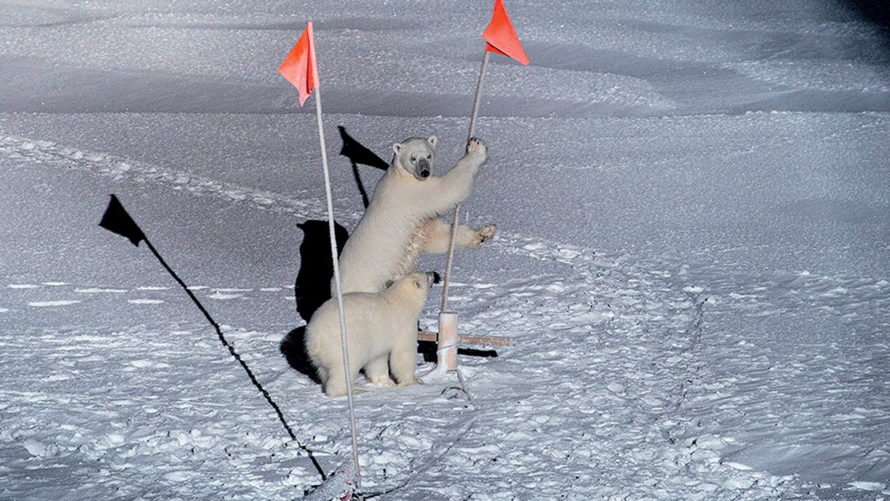 Habitat ameaçado - Ártico enfrenta degelo sem precedentes