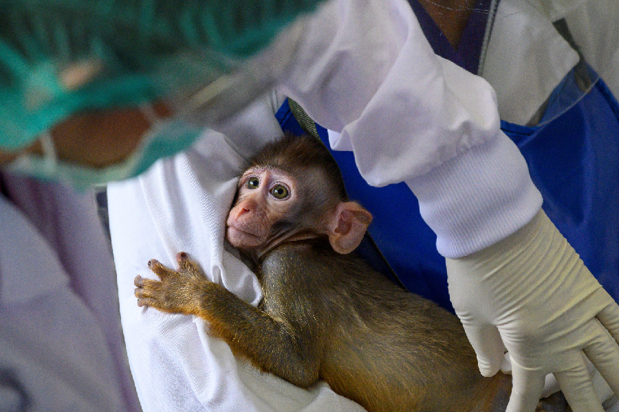 Cientistas examinam macaco em pesquisa sobre Covid-19 na Tailândia