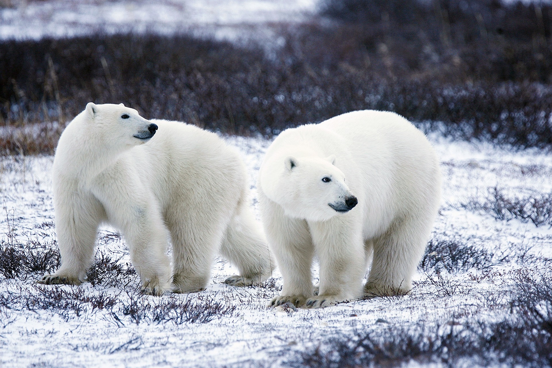 Aproximase a extinção do urso polar VEJA