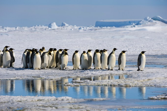 Antarctica, Weddell Sea, Snow Hill Island, Group Of Emperor
