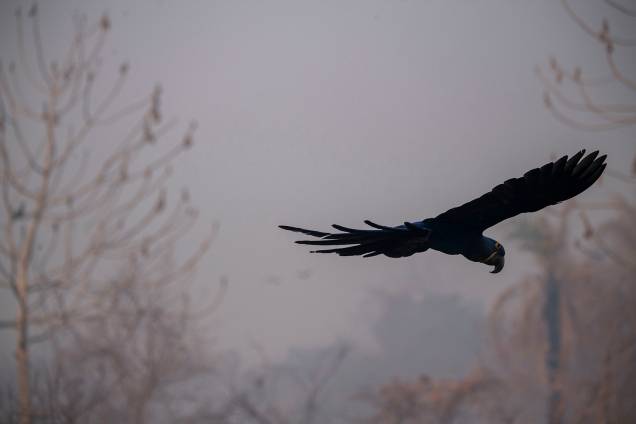 ARARA-AZUL O pássaro, que já chegou perto da extinção, mas teve sua população recuperada,  sobrevoa a Transpantaneira em chamas