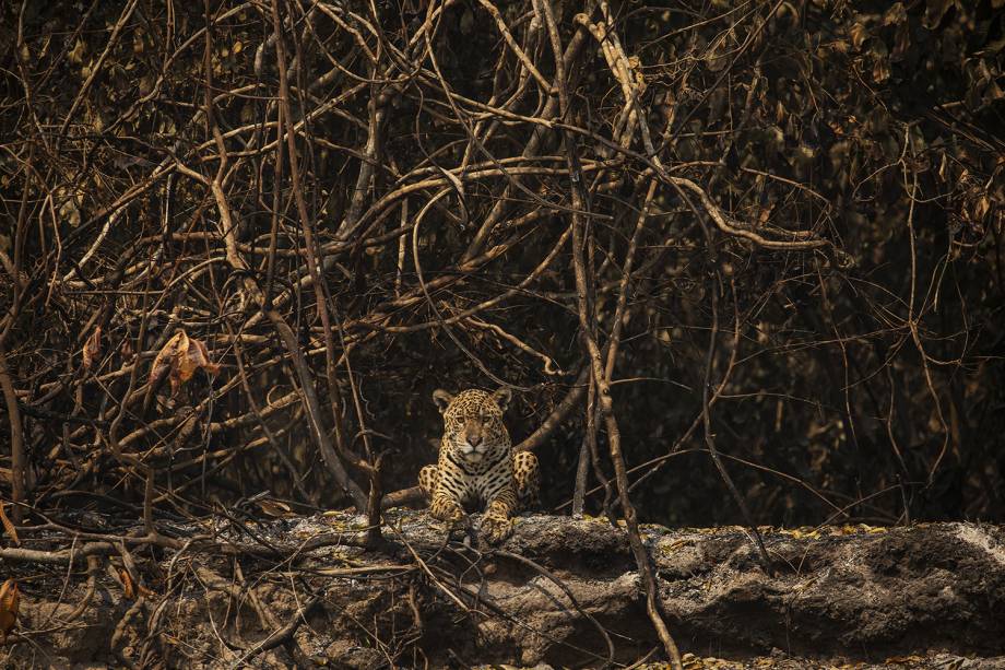 ON&Ccedil;A-PINTADA Felino descansa em &aacute;rea queimada &agrave;s margens do rio Tr&ecirc;s Irm&atilde;os, no Parque Estadual Encontro das &Aacute;guas, pr&oacute;ximo ao Porto Jofre