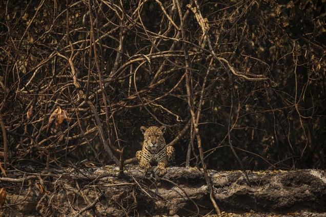 ONÇA-PINTADA Felino descansa em área queimada às margens do rio Três Irmãos, no Parque Estadual Encontro das Águas, próximo ao Porto Jofre