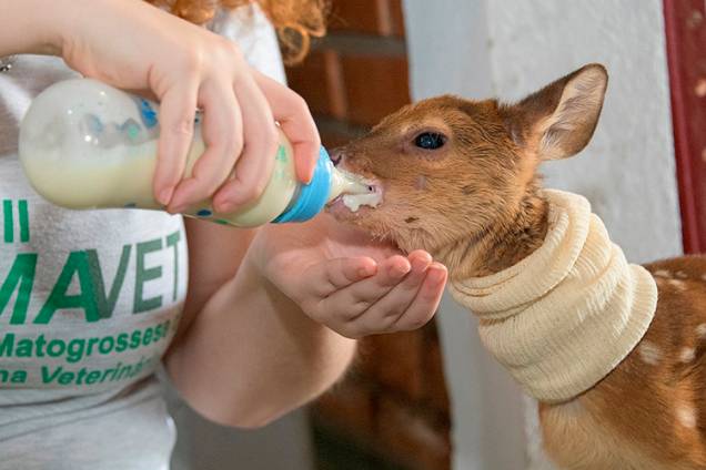 VEADO-CAMPEIRO Médicos veterinários alimentam o animal intoxicado pela fumaça na região de Poconé
