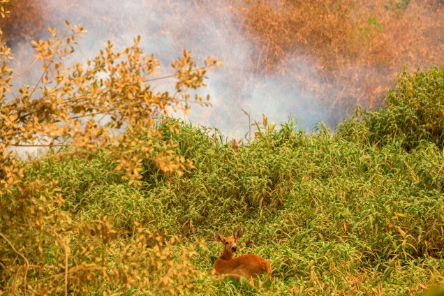 VEADO-CAMPEIRO Tentativa de escapar do fogo e da fumaça. A espécie é uma das mais atingidas pelas queimadas, que provocam destruição do habitat natural