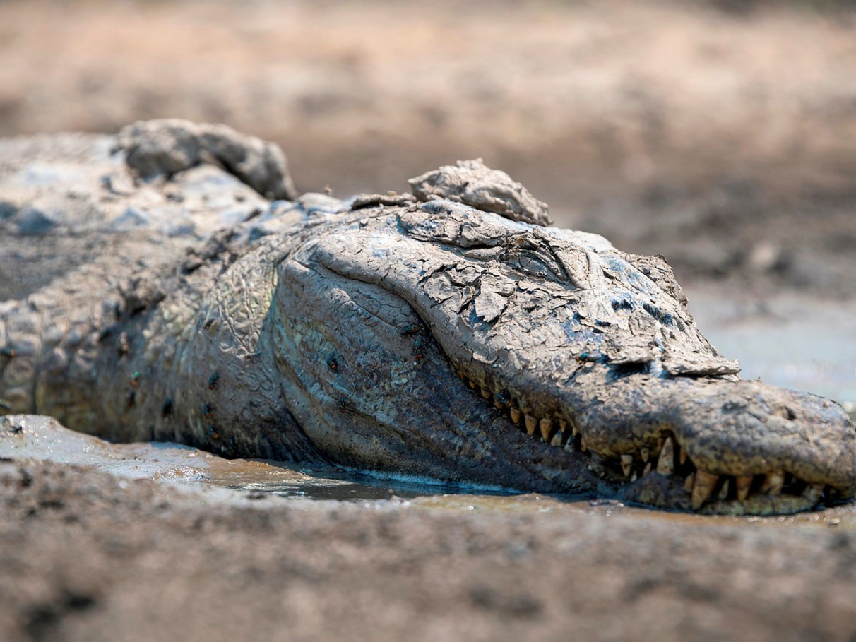 O rastro de destruição no Pantanal: jacaré carbonizado, carcaças