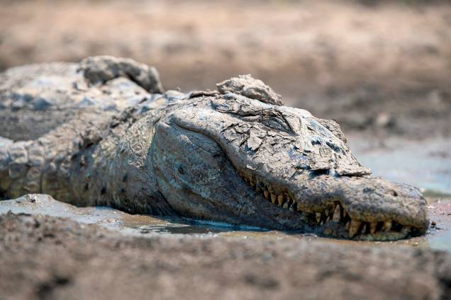 JACARÉ MORTO As queimadas representam uma tragédia para a biodiversidade do Pantanal