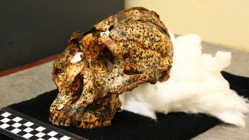 Descoberto crânio de possível ancestral humano de 2 milhões de anos | VEJA
