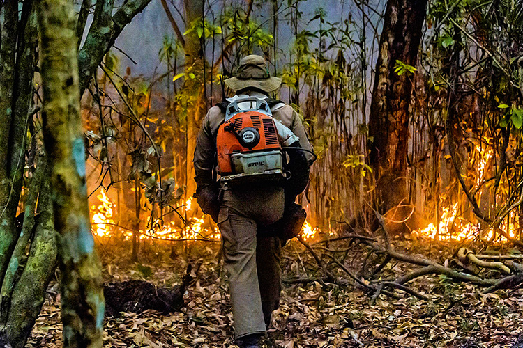 La fauna silvestre lucha por sobrevivir al fuego en mayor humedal del mundo