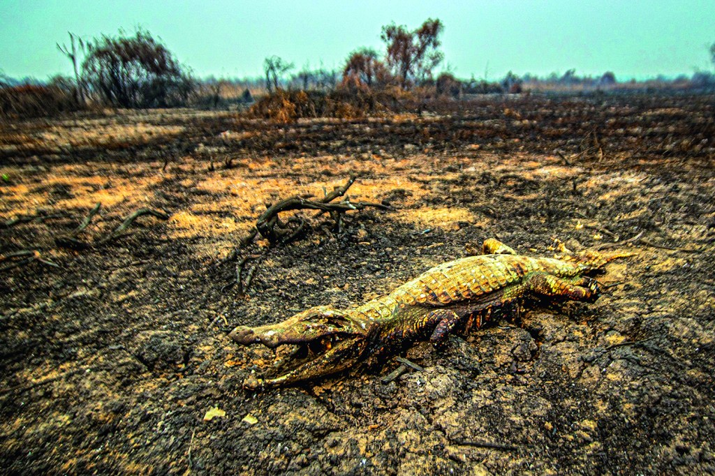 DESTRUIÇÃO - Jacaré morto: a maior tragédia da história do Pantanal -