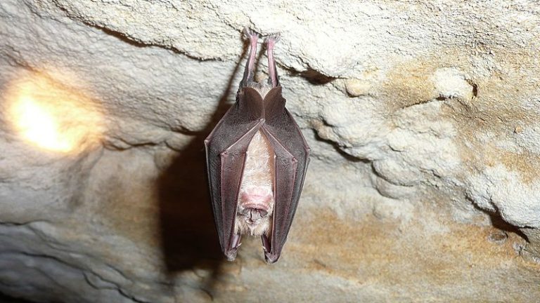 Morcego-ferradura