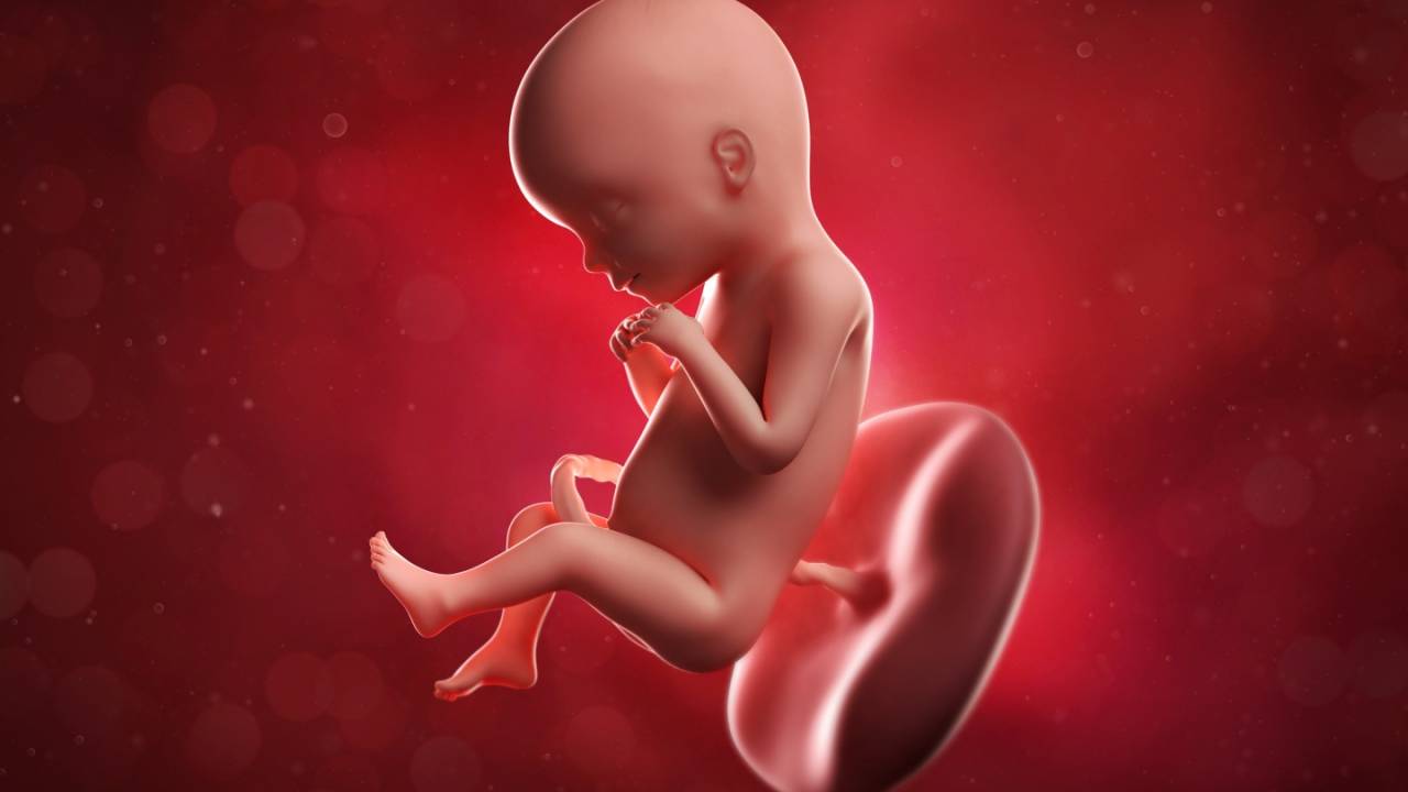 Placenta