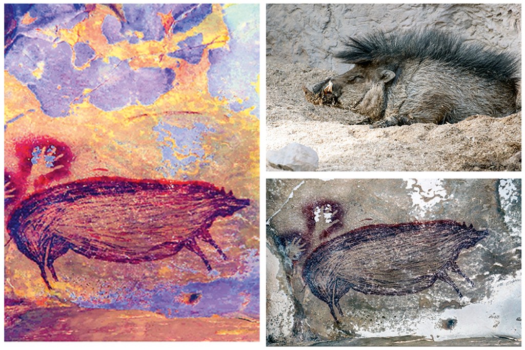 ARTE FIGURATIVA - O desenho original do javali (em baixo, à dir.), o animal que o inspirou (no alto, à dir.) e a simulação colorida do mural (esq.): obra humana -