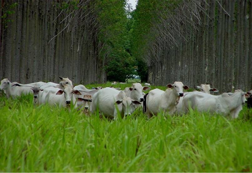 Arquivos Embrapa ILPF