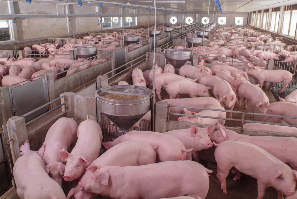 Porcos amontoados em uma fazenda