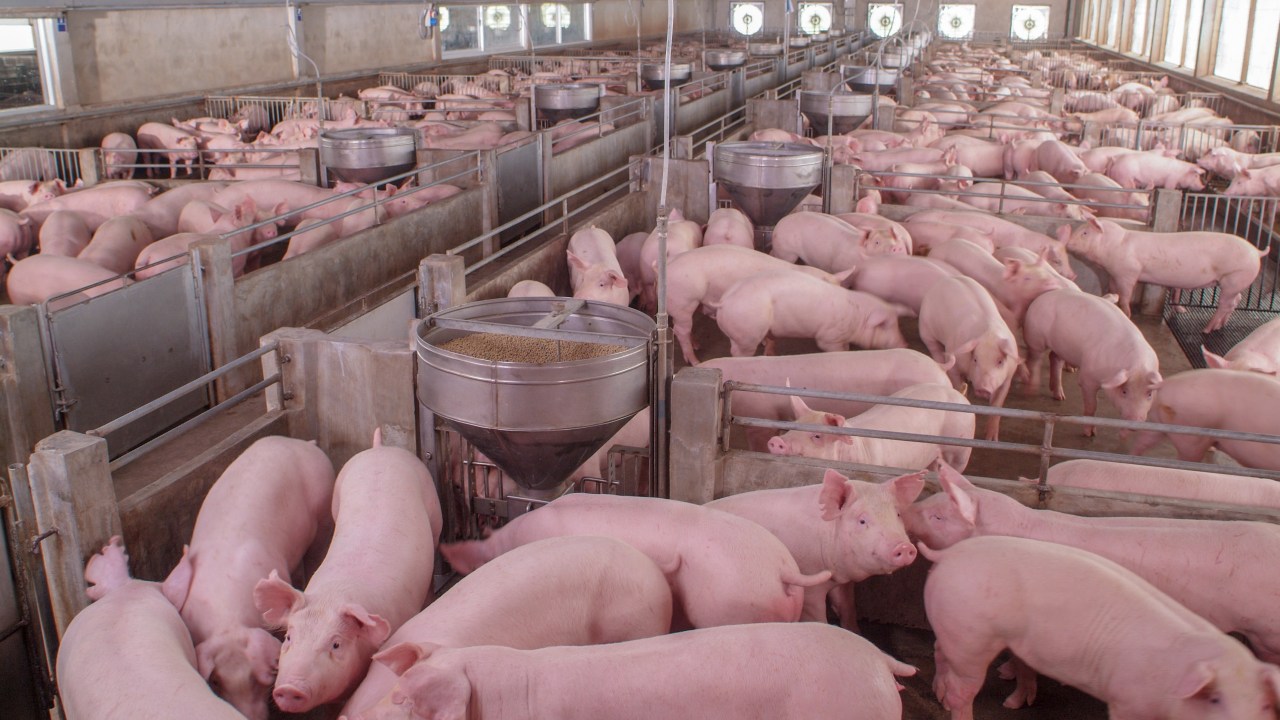 Porcos amontoados em uma fazenda