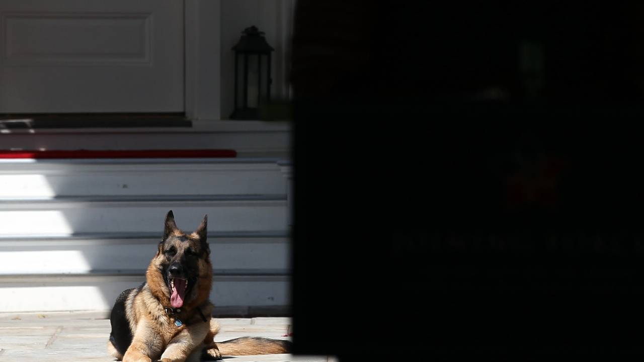 WASHINGTON, DC - MAY 10: Vice President Joe Biden's dog, Champ, lays down during speechs during a Joining Forces service event at the Vice President's residence at the Naval Observatory May 10, 2012 in Washington, DC. U.S. first lady Michelle Obama and Biden joined with Congressional spouses to assemble Mother's Day packages that deployed troops have requested to be sent to their mothers and wives at home. (Photo by Win McNamee/Getty Images)