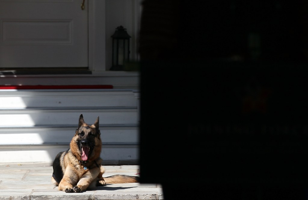 WASHINGTON, DC - MAY 10: Vice President Joe Biden's dog, Champ, lays down during speechs during a Joining Forces service event at the Vice President's residence at the Naval Observatory May 10, 2012 in Washington, DC. U.S. first lady Michelle Obama and Biden joined with Congressional spouses to assemble Mother's Day packages that deployed troops have requested to be sent to their mothers and wives at home. (Photo by Win McNamee/Getty Images)