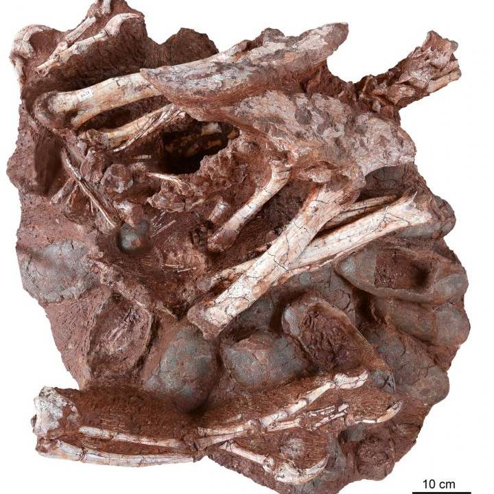 Dinossauro