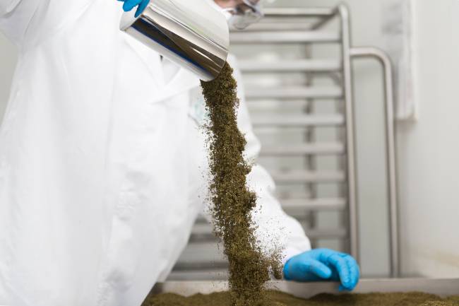 Cannabis processing at Clever Leaves, Colombia facility